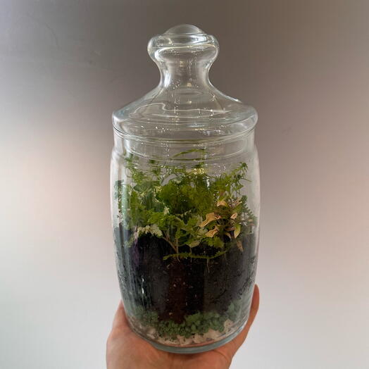 Флорариум с хедерой