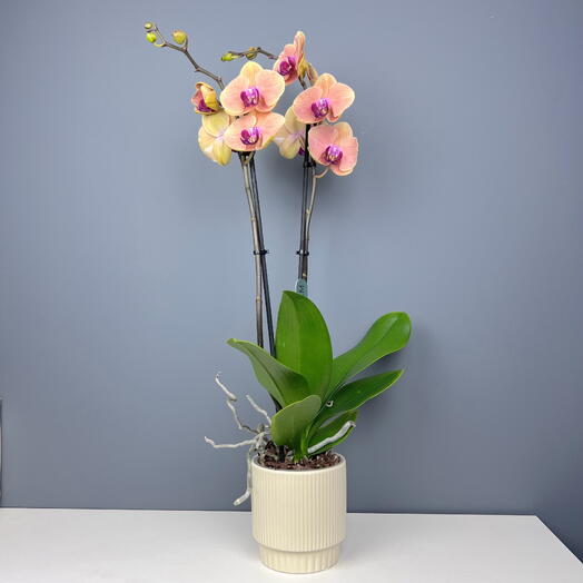 Орхидея фаленопсис  персиковая желтая в керамическом кашпо, высота 70-75см