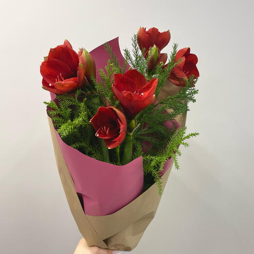 Амариллисы и туя