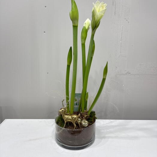 Амариллис в стекле / композиция