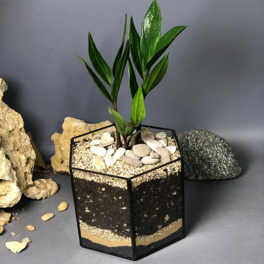 Замиокулькас в призме