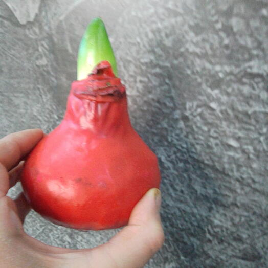 Амариллис в воске