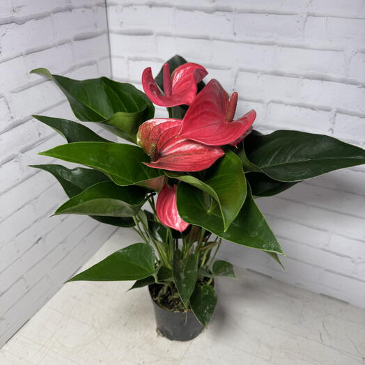 Антуриум андрианум Мелито