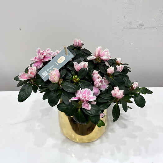 Азалия / нежно розова