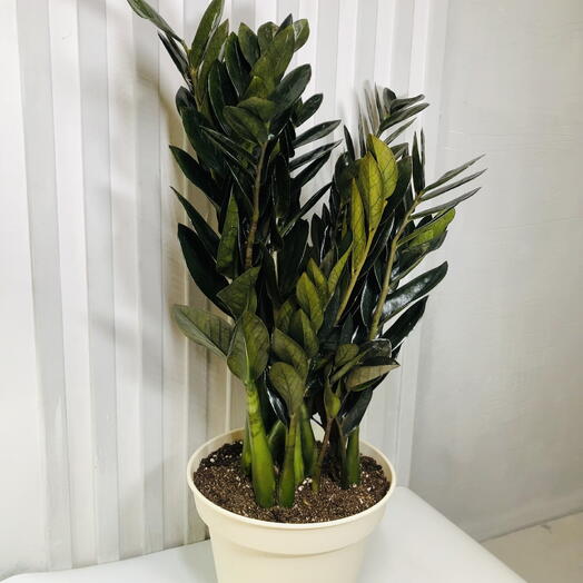 Замиокулькас равен