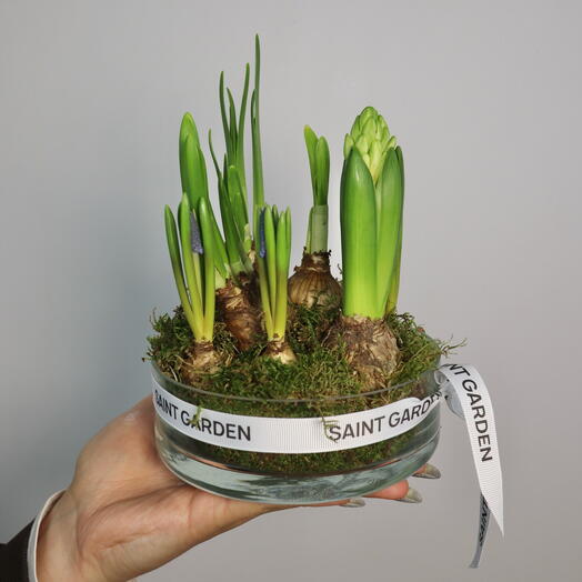 Композиция с луковичным гиацинтом, нарциссами и мускари