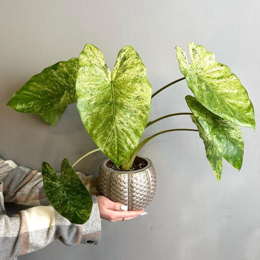 Комнатное растение живое, Алоказия Одора Батик вариегатная в керамическом кашпо, 40 см