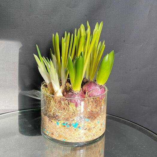 Мини садик с крокусами, гиацинтами и мускари