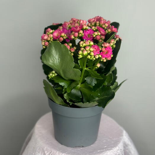 Каланхоэ розовое маленькое