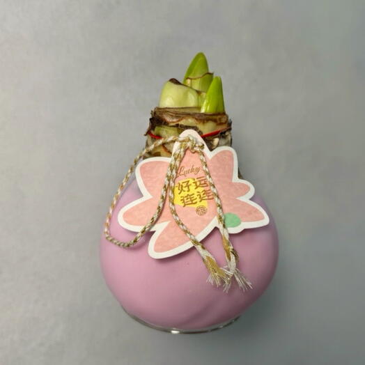 Гиппеаструм в воске (амариллис)