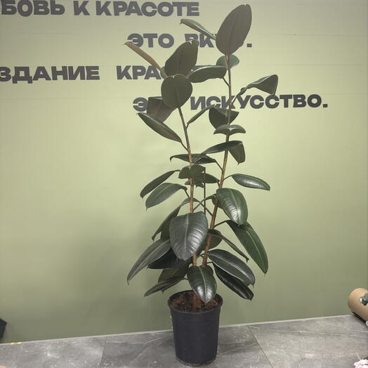Фикус