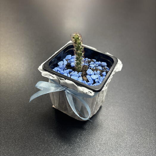 Кактус «Маммиллярия удлинённая» 🌵