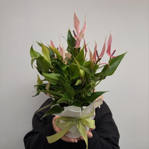 Антуриум Лилли розовый 14см