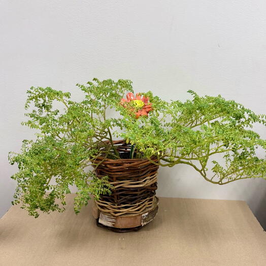 Пилея мелколистная (Pilea microphylla) в кашпо из лозы с керамическим топпером