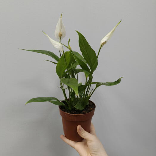 Спатифилиум