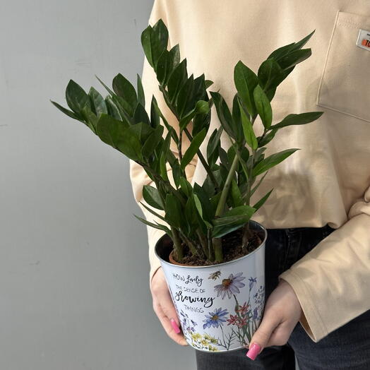 Замиокулькас (долларовое дерево) 🌿