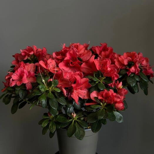 Азалия Индика, Коралловая