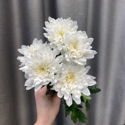 Хризантема кустовая Алтай