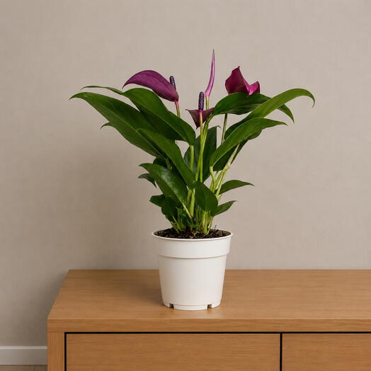Anthurium Zizu