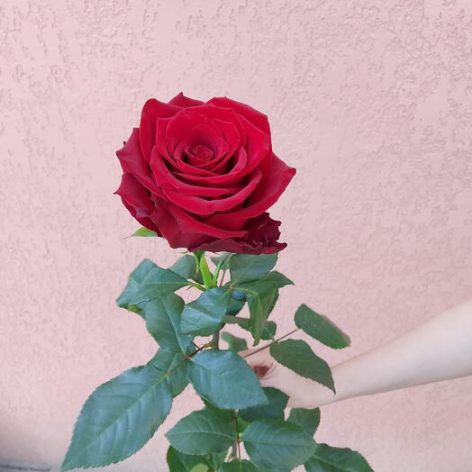 Розы 120 см🥰💫🌹