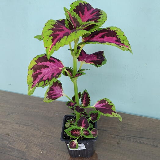 Coleus