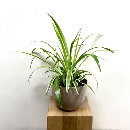 Хлорофитум (Chlorophytum) в коричневом пластиковом горшке