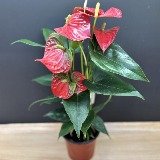Антуриум