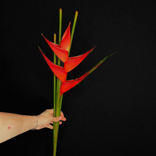 Heliconia ( tropic )