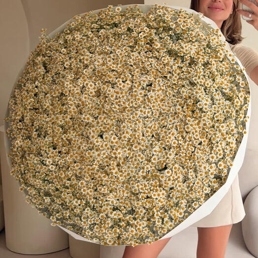 Букет из 101 кустовой ромашки