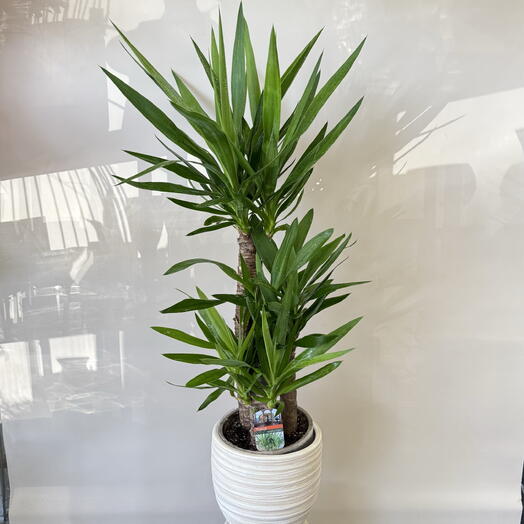 Юкка слоновая 3 ствола (Yucca elephantipes)
