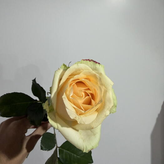 Роза Peach Avalanche
