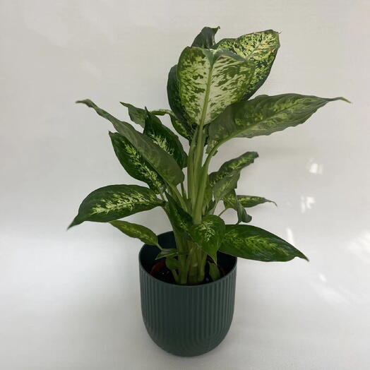 Маранта Фасцинатор Триколор / Maranta leuconeura Fascinator Tricolor
