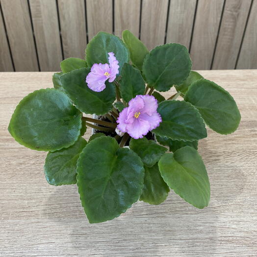 Фиалка махровая розовая в горшке 🌸🌿