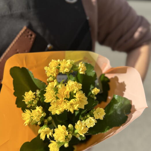 Каланхоэ