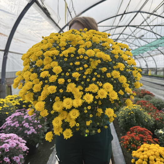 Хризантема мультифлора Gigi Yellow