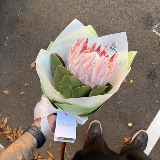Протея от XOFLOWERS