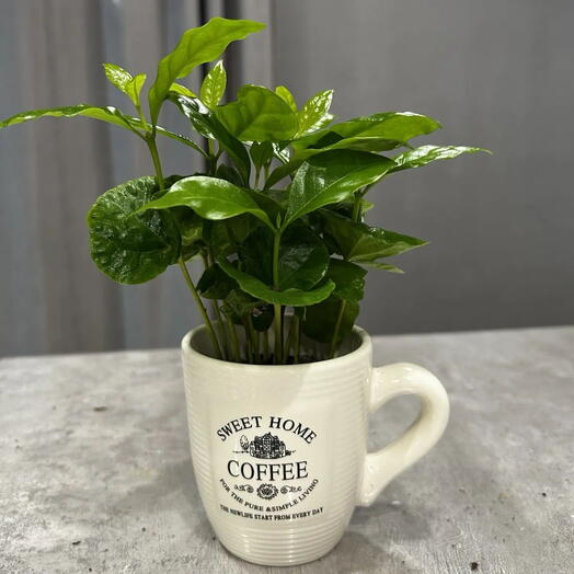 Кофе аравийский в кружке(Coffea arabica)