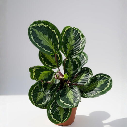 Calathea Medallion 70 cm — decorative indoor plant