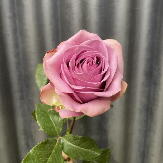 Сиреневая Роза Кул Воте 💜