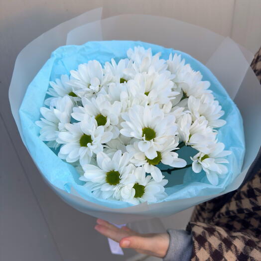 Ромашковидные хризантемы 🩵 Blue Sky   Daisy Cloud ☁️💙