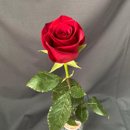 Роза Эксплорер