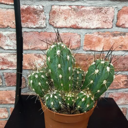 Cactus M20