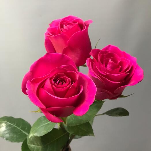 3 pink roses
