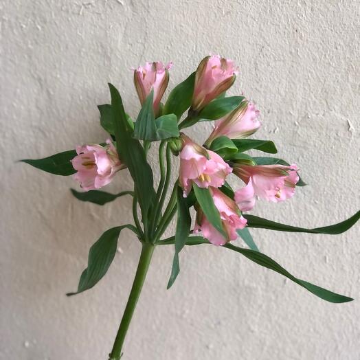 Alstroemeria