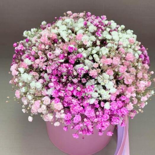 Composition of gypsophila