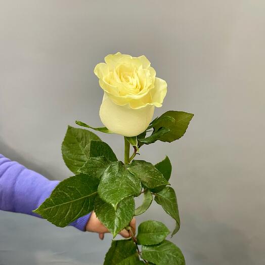 White Rose