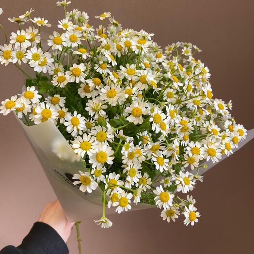 Моно из 5 кустовых ромашек