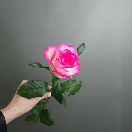 One-headed Rose Jumilia