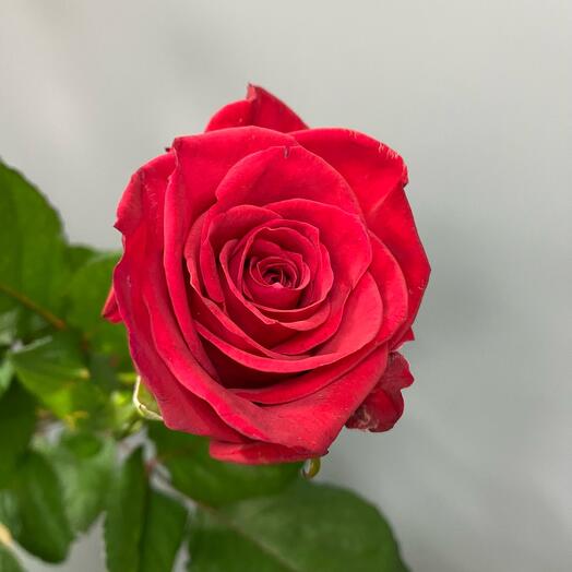 Rosa roja rusa 50 cm