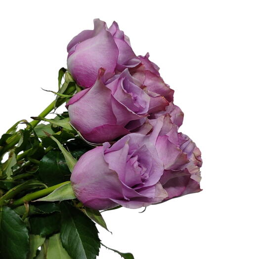 Purple Roses